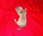 Small #3 American Bully
