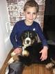 Small Photo #1 Bernese Mountain Dog Puppy For Sale in APPLE CREEK, OH, USA