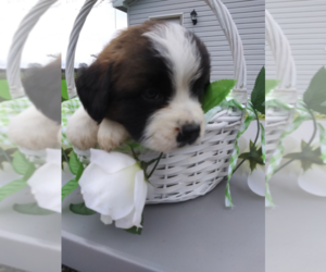 Saint Bernard Puppy for sale in INDIANAPOLIS, IN, USA