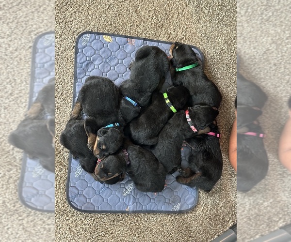 Medium Photo #3 Rottweiler Puppy For Sale in TOMS RIVER, NJ, USA