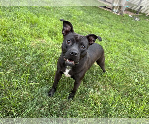 Medium Photo #9 Mutt Puppy For Sale in Doylestown, PA, USA