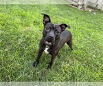 Small #8 Mutt