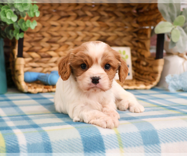 Medium Photo #4 Cavalier King Charles Spaniel Puppy For Sale in SYRACUSE, IN, USA