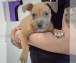 Small #3 American Staffordshire Terrier-Boxer Mix