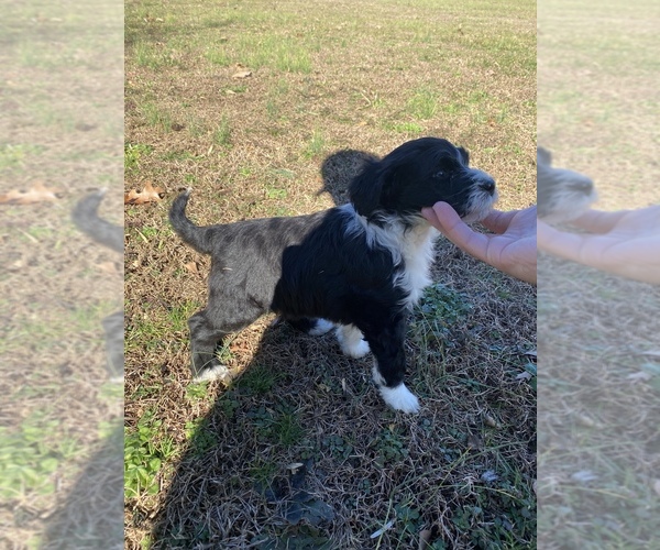 Medium Photo #5 Portuguese Water Dog Puppy For Sale in FLORENCE, AL, USA