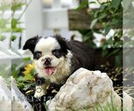 Small #1 French Bulldog