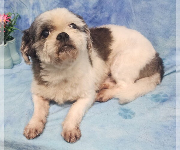 Medium Photo #1 Shih Tzu Puppy For Sale in Wetumpka, AL, USA