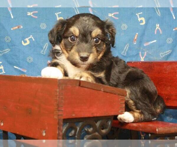 Medium Photo #1 Australian Shepherd-Poodle (Toy) Mix Puppy For Sale in SHAWNEE, OK, USA