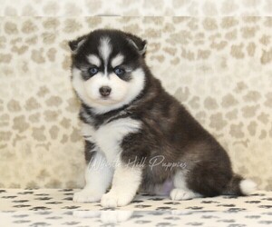 Pomsky Puppy for sale in DENVER, PA, USA