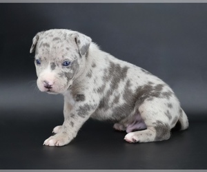 American Bully Puppy for sale in CHAMPAIGN, IL, USA