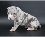 Image preview for Ad Listing. Nickname: Ezra