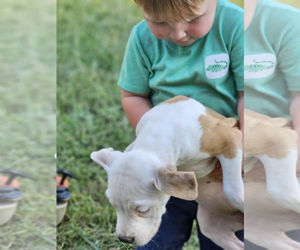 Medium Photo #21 American Pit Bull Terrier-Unknown Mix Puppy For Sale in Wakefield, RI, USA