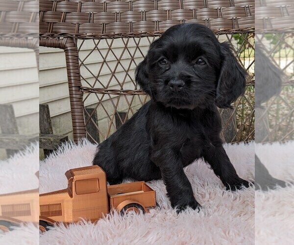 Medium Photo #35 Cock-A-Poo Puppy For Sale in SALEM, MO, USA