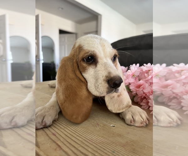 Medium Photo #6 Basset Hound Puppy For Sale in BEAUMONT, CA, USA