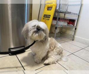 Shih Tzu Dogs for adoption in Pasadena, CA, USA