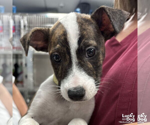 Medium Photo #2 Mutt Puppy For Sale in Washington, DC, USA