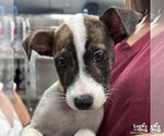 Small #1 Mutt