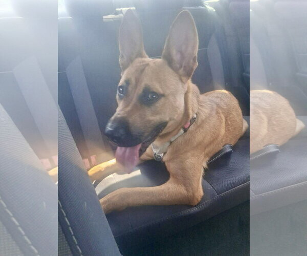 Medium Photo #8 Mutt Puppy For Sale in Holly Springs, NC, USA