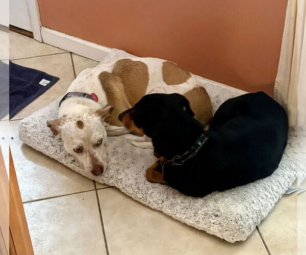 Medium Photo #4 Mutt Puppy For Sale in Mount Laurel, NJ, USA