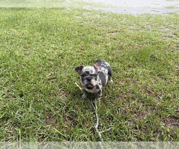 Medium Photo #1 French Bulldog Puppy For Sale in MACON, GA, USA