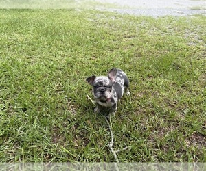 French Bulldog Puppy for Sale in MACON, Georgia USA