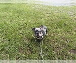 Small French Bulldog
