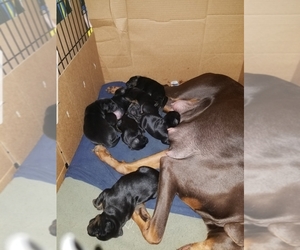 Doberman Pinscher-German Shepherd Dog Mix Puppy for sale in GLENDALE, CA, USA
