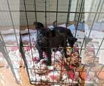 Small #4 Shepradors