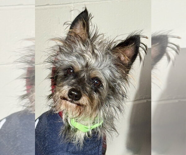 Medium Photo #4 Mutt Puppy For Sale in San Leon, TX, USA