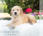 Small #1 Golden Retriever