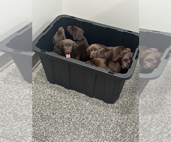 Medium Photo #5 Labrador Retriever Puppy For Sale in INDIANAPOLIS, IN, USA