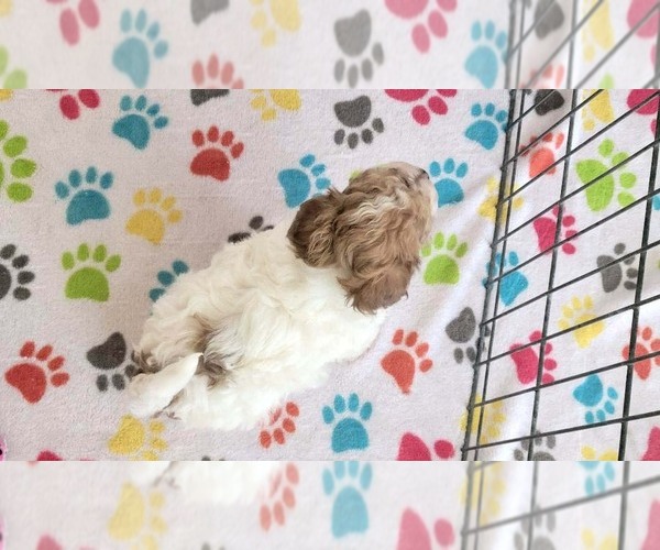 Medium Photo #6 Poovanese Puppy For Sale in ORO VALLEY, AZ, USA