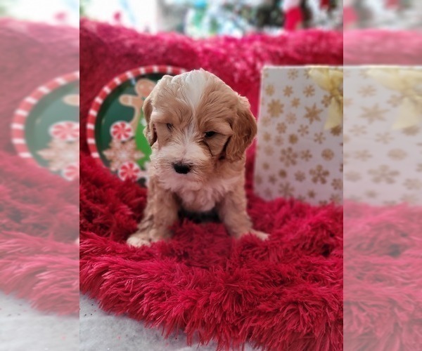 Medium Photo #2 Goldendoodle-Miniature Bernedoodle Mix Puppy For Sale in LAKE CITY, FL, USA