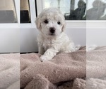 Puppy Ralphie Bichon Frise