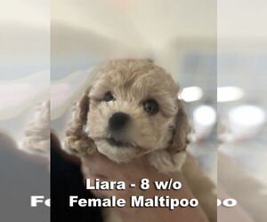 Maltipoo Dogs for adoption in Studio City, CA, USA