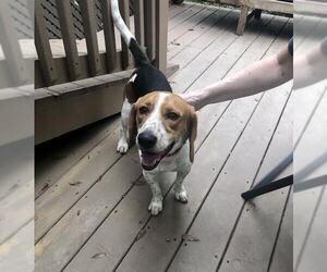 Beagle Dogs for adoption in Atlanta, GA, USA