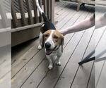 Small Beagle