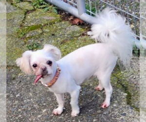 Shih Tzu-Unknown Mix Dogs for adoption in Olalla, WA, USA