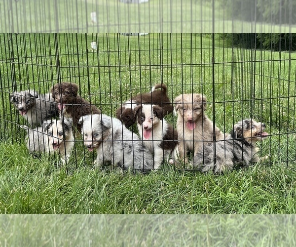Medium Photo #1 Aussiedoodle Miniature  Puppy For Sale in DUBUQUE, IA, USA