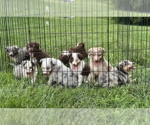 Aussiedoodle Miniature  Puppy for sale in DUBUQUE, IA, USA