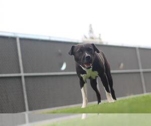 American Pit Bull Terrier-Unknown Mix Dogs for adoption in Grand Prairie, TX, USA