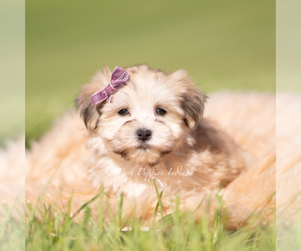 Medium Photo #10 Morkie Puppy For Sale in WARSAW, IN, USA