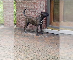 Mother of the Presa Canario puppies born on 08/15/2026