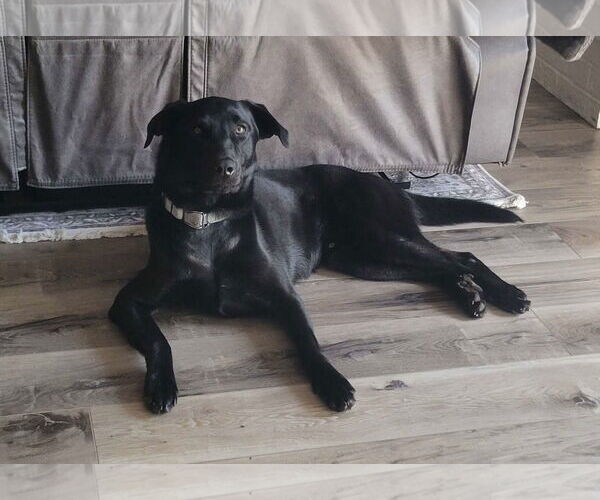 Medium Photo #2 Labrador Retriever-Unknown Mix Puppy For Sale in Fort Worth, TX, USA