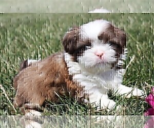 Shih Tzu Puppy for sale in FORT LAUDERDALE, FL, USA