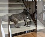 Small #6 American Pit Bull Terrier