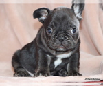 Small #3 French Bulldog