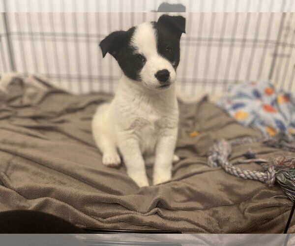 Medium Photo #1 Huskies -Labrador Retriever Mix Puppy For Sale in Princeton, MN, USA