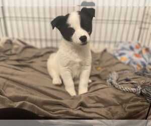 Huskies -Labrador Retriever Mix Dogs for adoption in Princeton, MN, USA