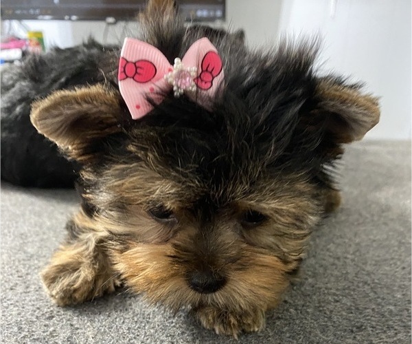 Medium Photo #5 Yorkshire Terrier Puppy For Sale in BETHLEHEM, GA, USA